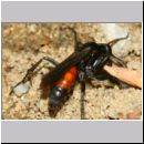 Anoplius infuscatus - Weswespe w008b 10mm - OS-Hasbergen-Lehmhuegel-det.jpg